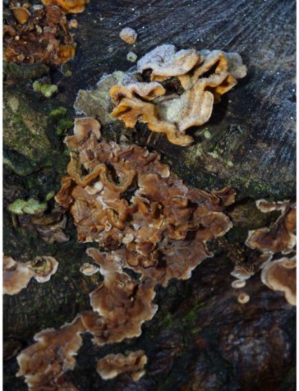 Fruit bodies on beech in the New Forest, UK.
